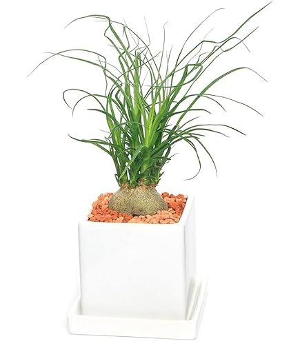 現品　トックリラン　ノリナ　斑入り　26番　観葉植物　ドライガーデン　インテリア Amazon｜トックリラン ノリナ 斑入り 26番 トックリラン斑入り 観葉